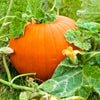 Jack O Lantern Pumpkin Cucurbita Maxima Vegetable Seeds – photo 4