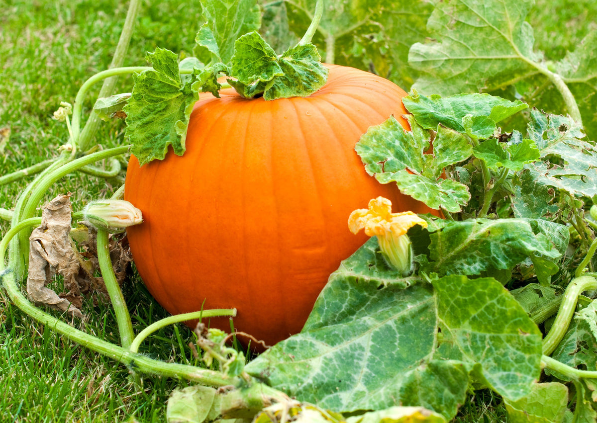 Jack O Lantern Pumpkin Cucurbita Maxima Vegetable Seeds – photo 4