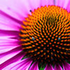 1000 PURPLE CONEFLOWER Echinacea Purpurea Heirloom Flower Herb Seeds