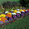50 MIXED ORNAMENTAL CABBAGE Flowering Cabbage Brassica Oleracea Seeds