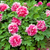 10 TREE PEONY Mountain Paeony Paeonia Suffruticosa Arborea Mixed Colors Red Pink White Purple Yellow Bicolor Flower Shrub Seeds