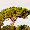 5 Pine Nut ITALIAN STONE PINE Pinus Pinea Umbrella Tree Seeds