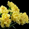 50 YELLOW CARNATION Dianthus Caryophyllus Grenadin Double Flower Seeds