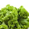 3000 Southern GIANT CURLED MUSTARD Ostrich Plume Brassica Juncea Vegetable Herb Seeds