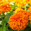 250 ORANGE KING ZINNIA Elegans Flower Seeds