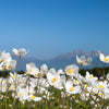 5 MADONNA ANEMONE Sylvestris White & Yellow Flower Seeds