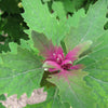 100 GIANT GOOSEFOOT Chenopodium Giganteum Purple Magenta Spreen Vegetable Seeds
