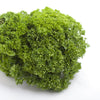 1500 TRIPLE CURLED PARSLEY Petroselinum Hortensis Herb Vegetable Seeds