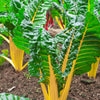 40 YELLOW CANARY SWISS CHARD Beta Vulgaris Perpetual Spinach Vegetable Seeds