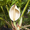 5 Organic SPLIT LEAF PHILODENDRON Monstera Deliciosa Swiss Cheese Plant Vine Seeds