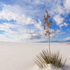 100 YUCCA (Soapweed / Soapwell / Beargrass / Great Plains Yucca) Yucca Glauca Flower Seeds