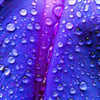 100 PURPLE MORNING GLORY Ipomoea Nil Flower Vine Seeds