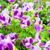 10 KAUAI MIX TORENIA Fournieri Sun or Shade Wishbone Flower Seeds - Mixed Colors 2 Tone Blue Red Pink