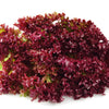 3000 Leaf Lettuce RED SALAD BOWL Lactuca Sativa Vegetable Seeds