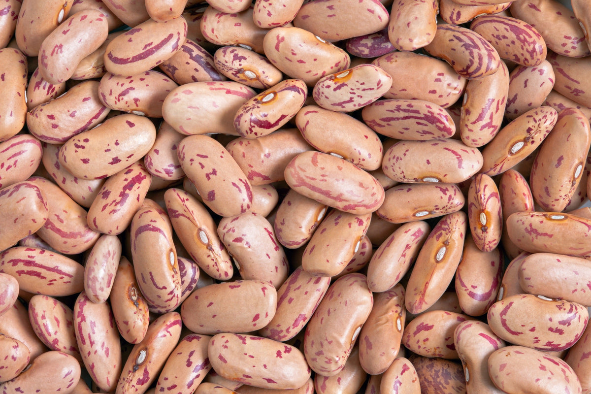 Cranberry Bean Seeds – French Horticulture Borlotti Roman Phaseolus Vegetable – photo 3
