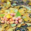 10 GINKGO BILOBA Maidenhair Tree Yellow Fall Orange "Fruit" Herb Seeds