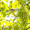 30 WINE GRAPE Vitis Viniferia Domestic Mixed Colors Fruit Vine Seeds
