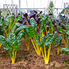40 YELLOW CANARY SWISS CHARD Beta Vulgaris Perpetual Spinach Vegetable Seeds