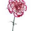 50 Avranchin RED & WHITE CARNATION Dianthus Caryophyllus Chabaud Flower Seeds