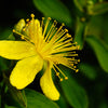 Great Saint Johns Wort Seeds – St John's Hypericum Pyramidatum Yellow Flower Herb' – photo 5