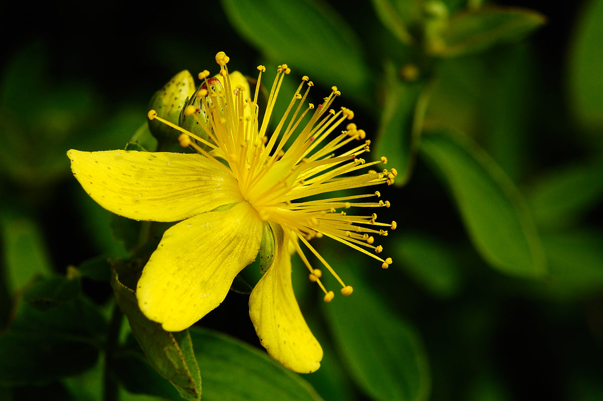 Great Saint Johns Wort Seeds – St John's Hypericum Pyramidatum Yellow Flower Herb' – photo 5
