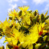 Great Saint Johns Wort Seeds – St John's Hypericum Pyramidatum Yellow Flower Herb