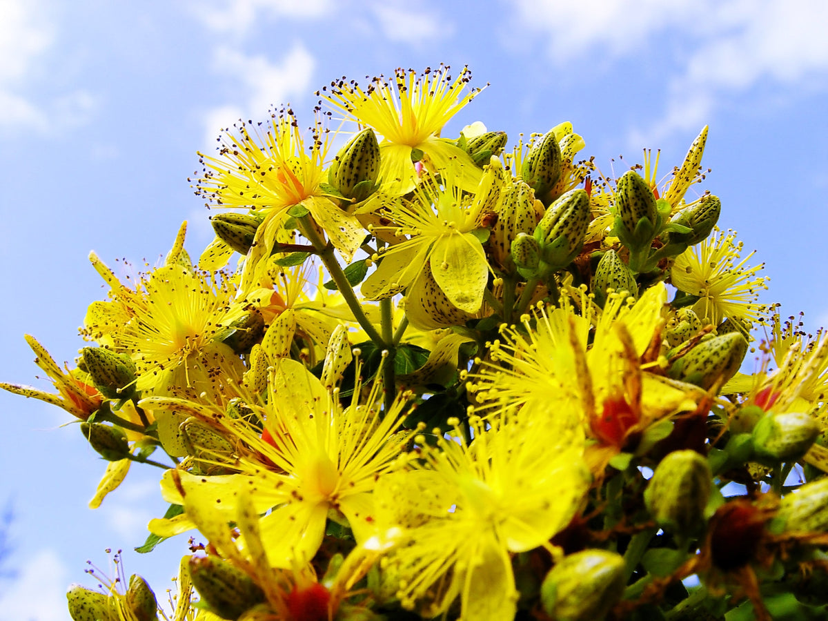 Great Saint Johns Wort Seeds – St John's Hypericum Pyramidatum Yellow Flower Herb