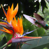 5 TROPICAL BIRD OF PARADISE Strelitzia Reginae Crane Flower Houseplant Seeds