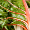 40 PINK FLAMINGO SWISS CHARD Beta Vulgaris Perpetual Spinach Vegetable Seeds
