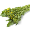 1000 EARLY Fall RAPINI BROCCOLI (Broccoli Raab / Broccoli Rabe / Brocoletti / Cima di Rapa) Brassica Ruvo Vegetable Seeds
