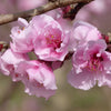 3 NEMAGUARD PEACH TREE Prunus Persica Fruit Pink Flower Seeds