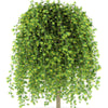 25 SIBERIAN PEASHRUB Caragana Arborescens Peatree Yellow Flower Legume Vegetable Seeds