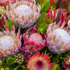 5 Giant KING PROTEA Cynaroides Sugarbush Rare 12" Flower Seeds