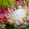 5 Giant KING PROTEA Cynaroides Sugarbush Rare 12" Flower Seeds