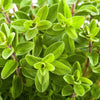 2000 SWEET MARJORAM Origanum Majorana Herb Flower Seeds