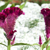 100 CORAL GARDENS Mix CELOSIA Cockscomb Celosia Argentea Cristata Flower Seeds