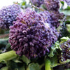 200 PURPLE SPROUTING BROCCOLI Brassica Oleracea Vegetable Seeds