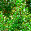 Simpson's Stopper (Myrcianthes fragrans) – live plant