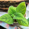 Sinningia Mix "Gloxinia" Seeds – photo 13