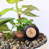 Gloxinia Seeds (Sinningia Mix)