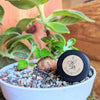 Sinningia Mix "Gloxinia" Seeds – photo 17