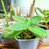 Sinningia Mix "Gloxinia" Seeds – photo 12