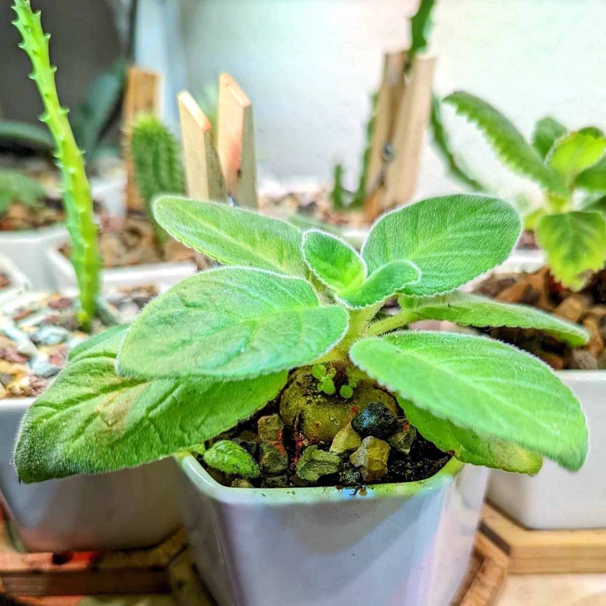 Sinningia Mix "Gloxinia" Seeds – photo 12
