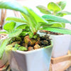 Sinningia Mix "Gloxinia" Seeds – photo 5
