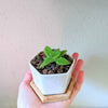 Sinningia Mix "Gloxinia" Seeds – photo 9