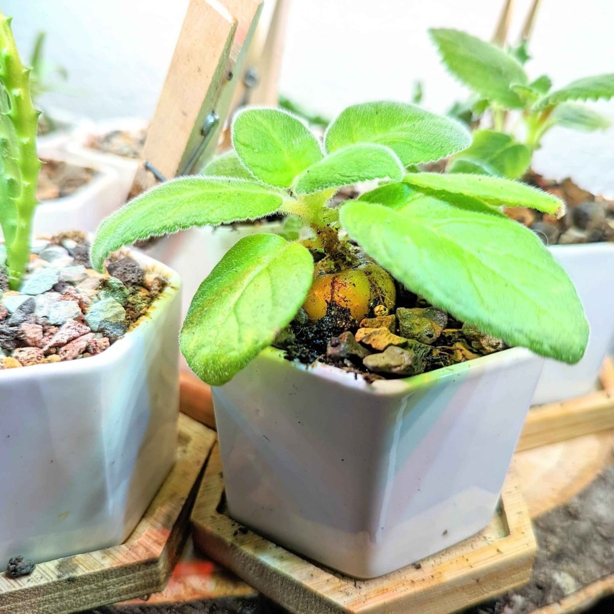 Sinningia Mix "Gloxinia" Seeds – photo 11