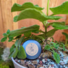 Sinningia Mix "Gloxinia" Seeds – photo 15