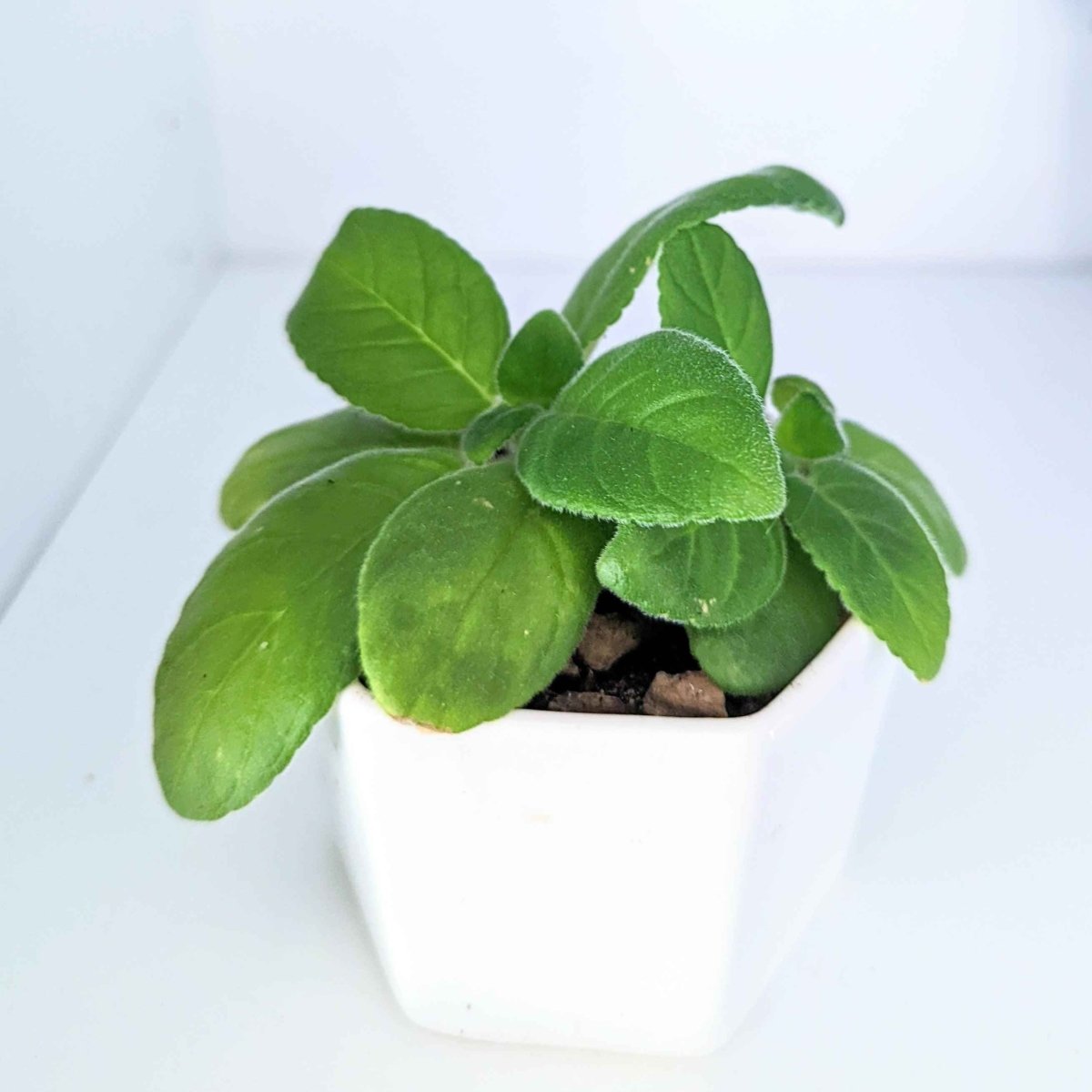 Sinningia Mix "Gloxinia" Seeds – photo 10