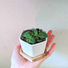 Sinningia Mix "Gloxinia" Seeds – photo 8
