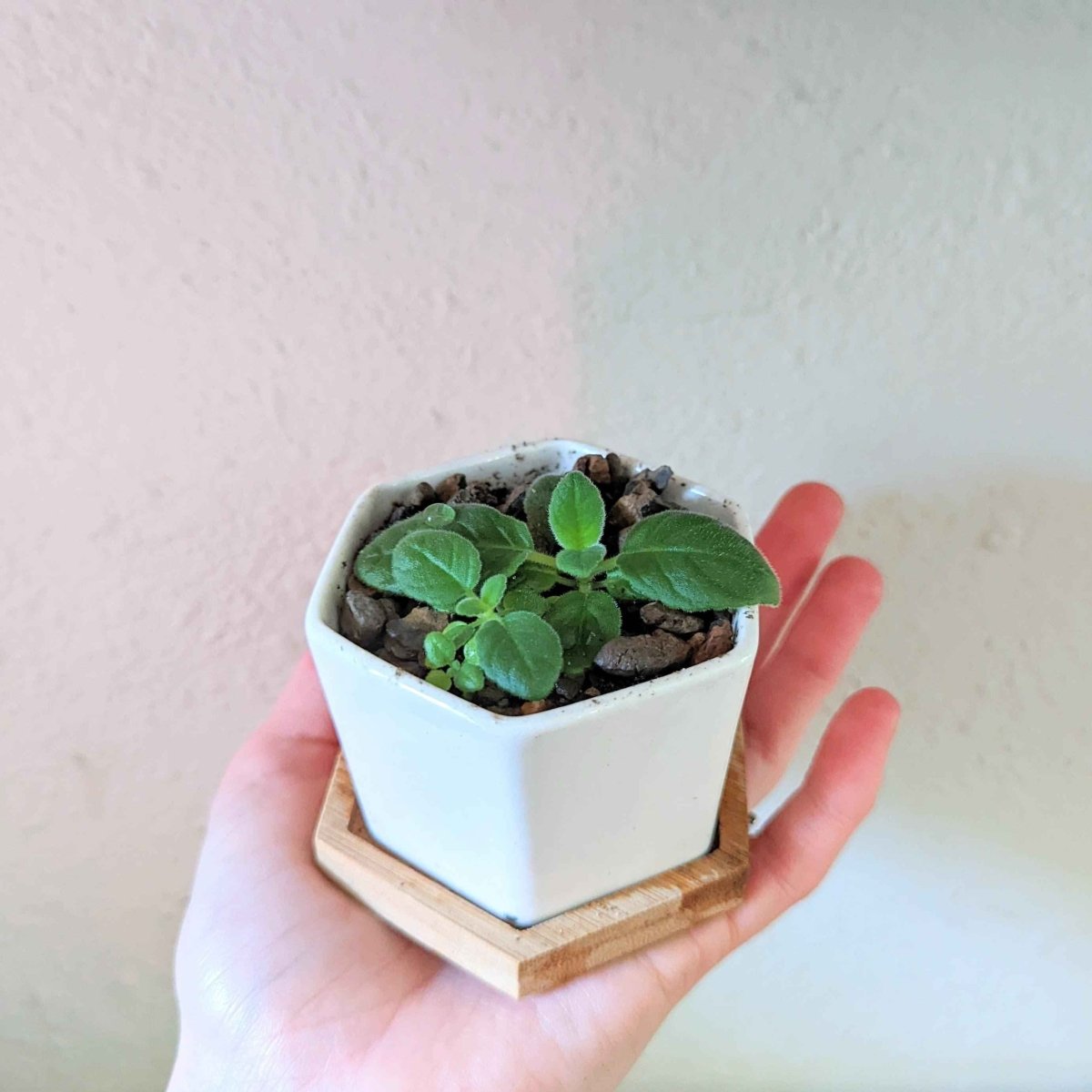 Sinningia Mix "Gloxinia" Seeds – photo 8